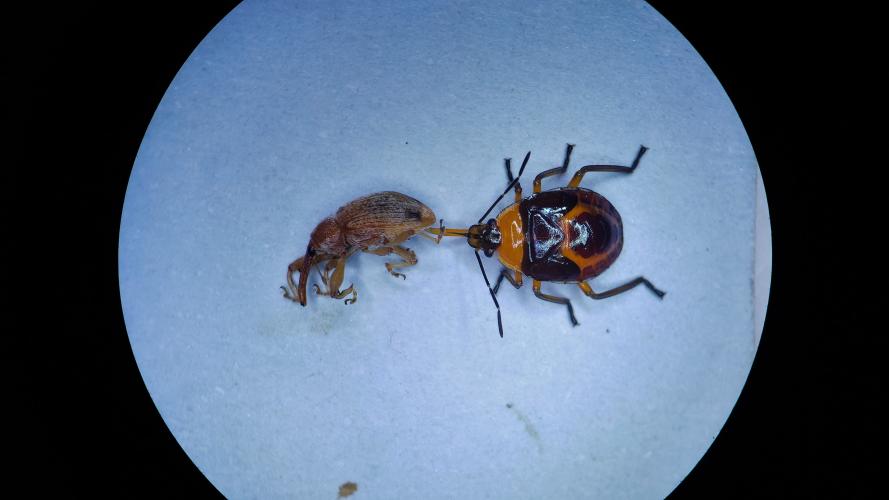 Pragas agrícolas: aplicativo facilita identificação de inimigos naturais