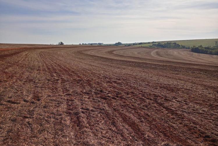 Vazio sanitário da soja começa neste sábado no Paraná