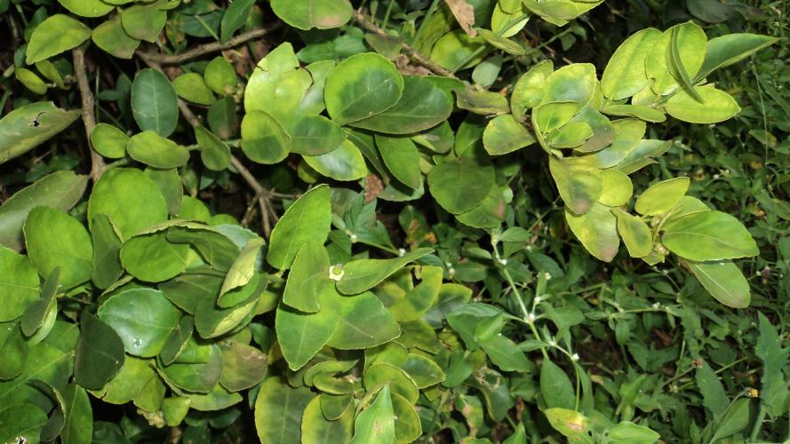 Incidência de HLB aumenta e preocupa cadeia de citros