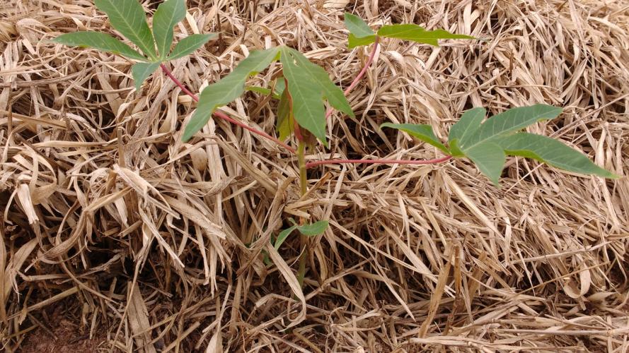 Publicação do IDR-Paraná analisa integração mandioca-pecuária no Arenito Caiuá