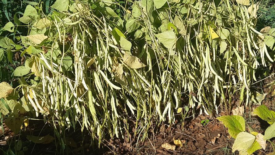 IDR-Paraná é responsável por duas das cultivares de feijão mais comercializadas no Brasil