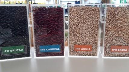 IDR-Paraná é responsável por duas das cultivares de feijão mais comercializadas no Brasil