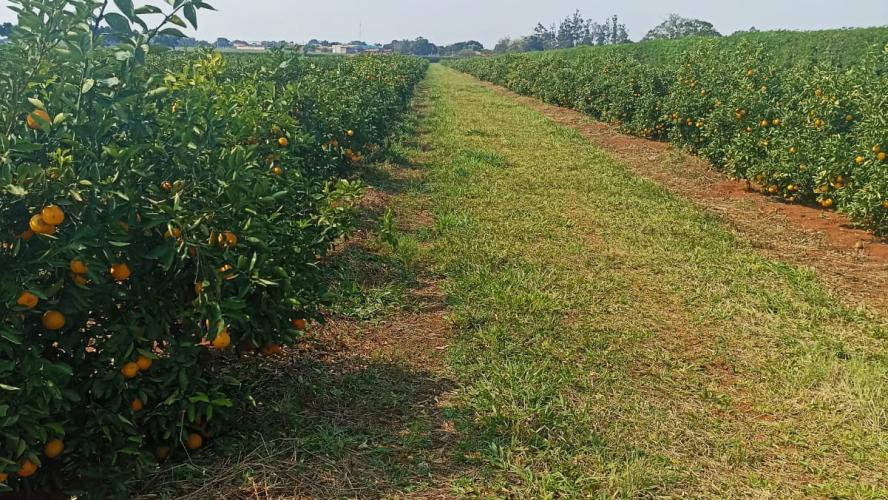 Sistema Estadual de Agricultura promove grande operação para baixar casos de greening e reforçar prevenção
