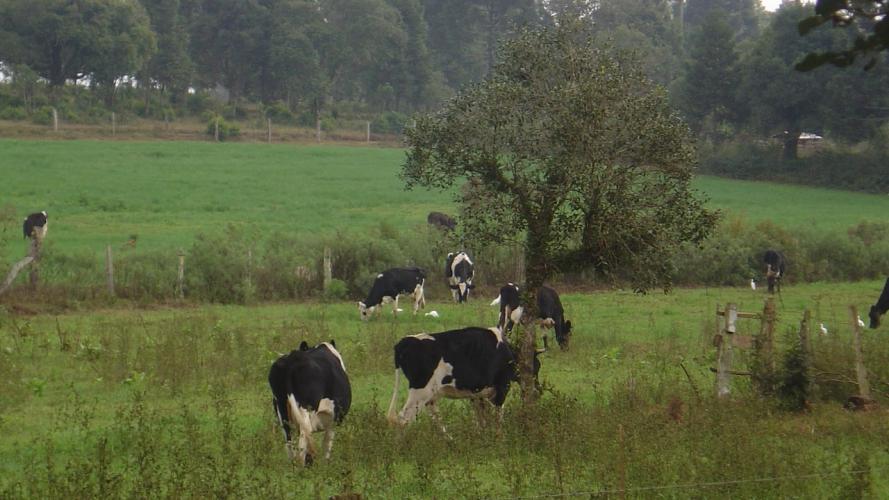 Publicação do IDR-Paraná traça perfil dos estabelecimentos rurais do Paraná