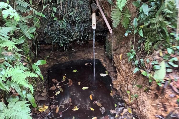 No Dia da Árvore, Estado completa meta de mil nascentes de água protegidas