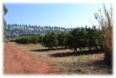 Estudo indica opções de laranja-pera mais adequadas para produção no Paraná