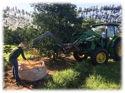 Estudo indica opções de laranja-pera mais adequadas para produção no Paraná