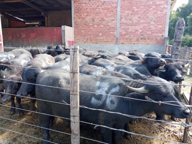 IDR-Paraná da Lapa é pioneiro na pesquisa de búfalos em sistema agroecológico