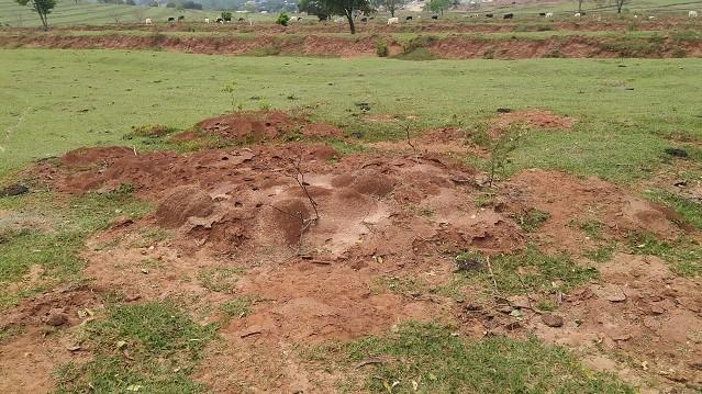 IDR-Paraná intensifica capacitação dos produtores para o enfrentamento da formiga cortadeira