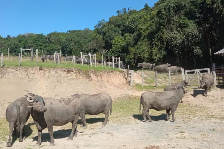 Produção de búfalos contribuiu com R$ 39,7 milhões para o VBP do Paraná em 2022