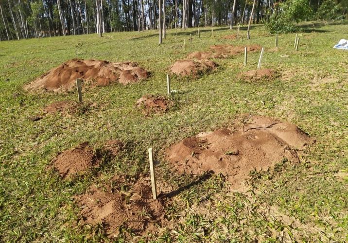 IDR-Paraná intensifica capacitação dos produtores para o enfrentamento da formiga cortadeira