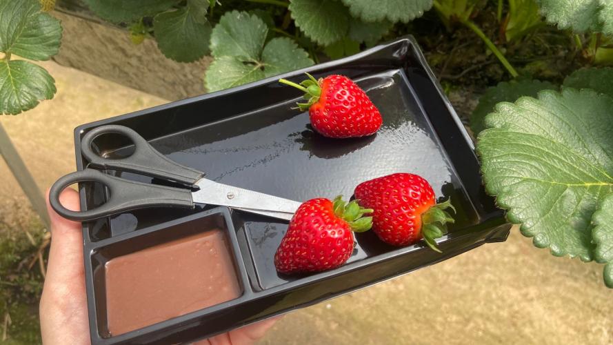 Produtores do Miringuava recebe grupo de turistas para fomentar o Turismo Rural da região.