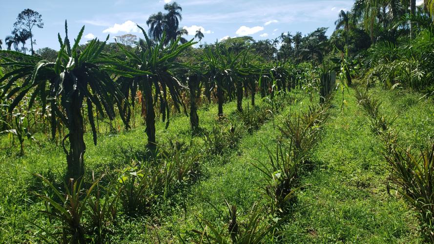 Produção sustentável no litoral