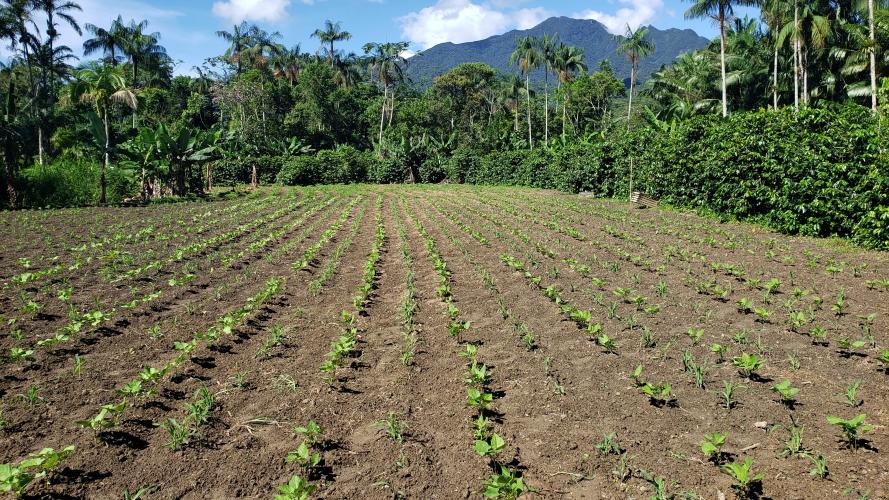 Produção sustentável no litoral