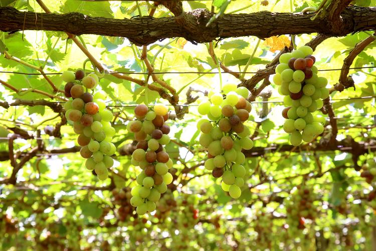 Boletim da Secretaria da Agricultura detalha impacto do El Niño na produção paranaense