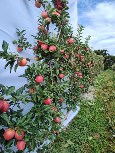 Estação do IDR-Paraná em Palmas explora sistema inovador de manejo de macieiras