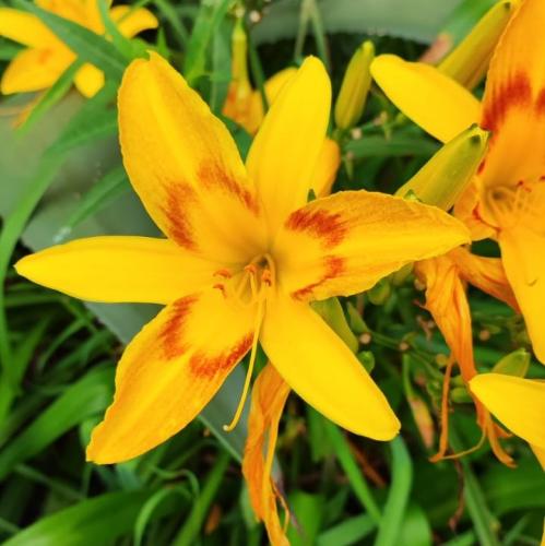 Plantas Alimentícias Não Convencionais podem ser aliadas contra a fome e na busca por uma alimentação mais saudável