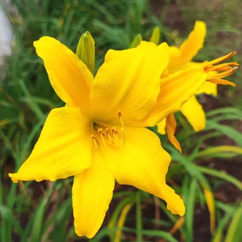 Plantas Alimentícias Não Convencionais podem ser aliadas contra a fome e na busca por uma alimentação mais saudável