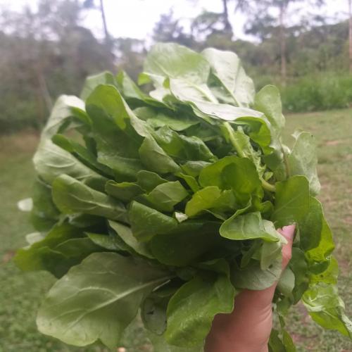 Escolher alimentos da estação ajuda na economia e na manutenção da dieta saudável