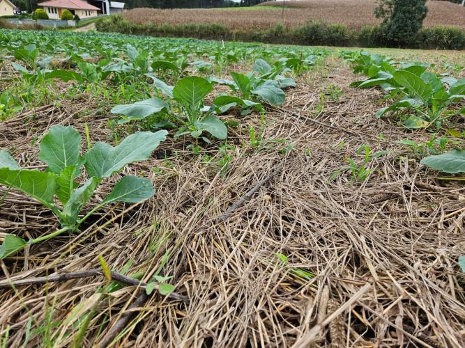 Pesquisa debate mecanização na olericultura familiar