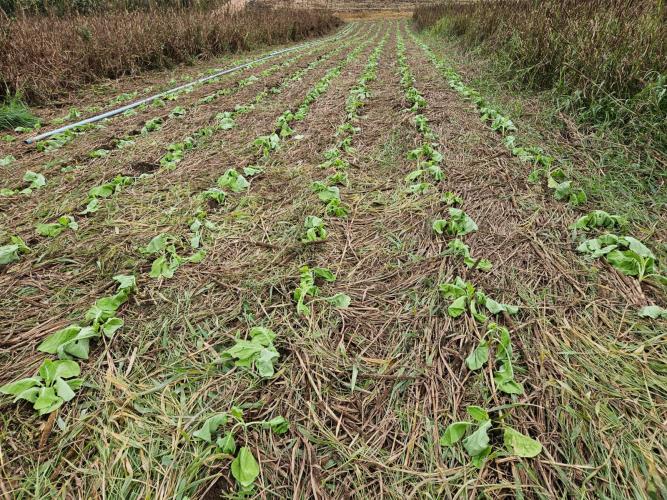 Pesquisa debate mecanização na olericultura familiar