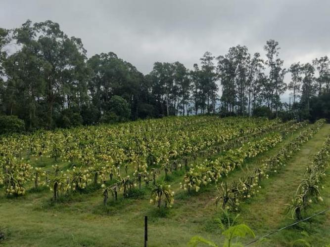 Geleia produzida no Paraná busca mercado no Canadá