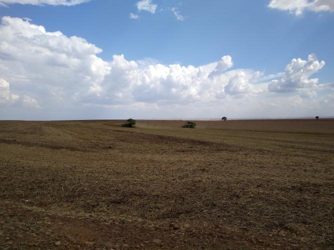 Estudo aponta maior perda na colheita da soja paranaense safra 2022-2023