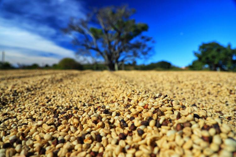 Paraná pode produzir até 750 mil sacas de café em 2024, aponta boletim