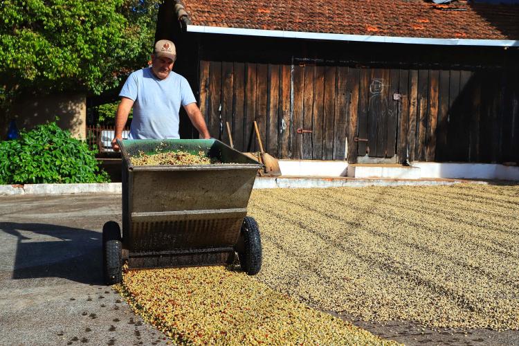 Paraná pode produzir até 750 mil sacas de café em 2024, aponta boletim