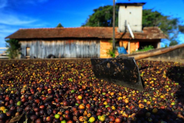 Paraná pode produzir até 750 mil sacas de café em 2024, aponta boletim