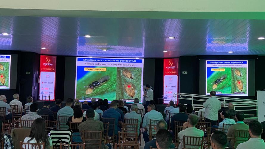 Com iniciativas pioneiras e apoio das indústrias, Paraná reforça controle do greening