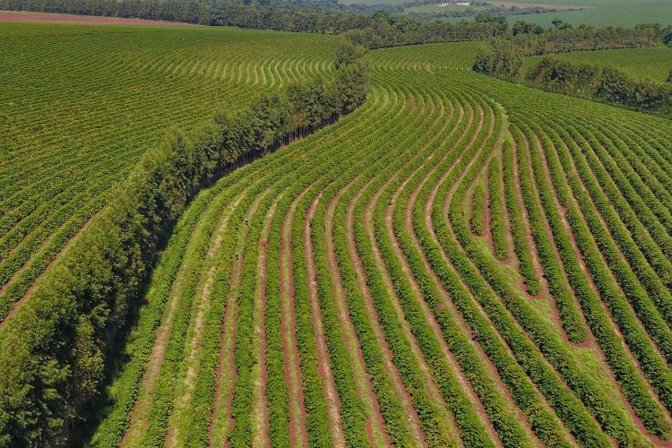 Paraná pode produzir até 750 mil sacas de café em 2024, aponta boletim