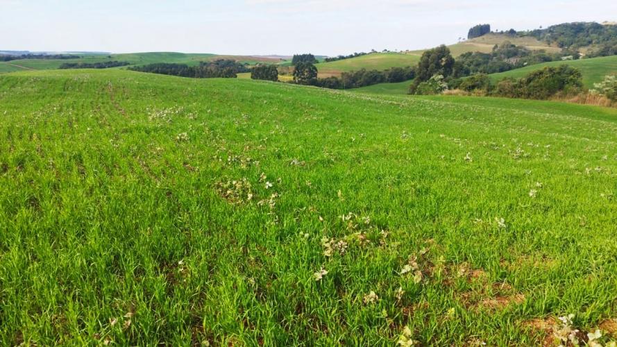 Vazio sanitário da soja terá escalonamento conforme as regiões do Estado