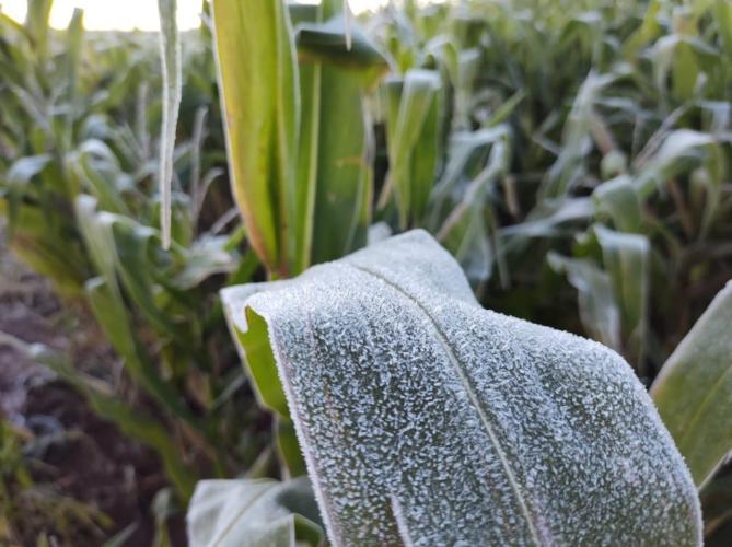 IDR-Paraná e Simepar iniciam Alerta Geada nesta terça-feira