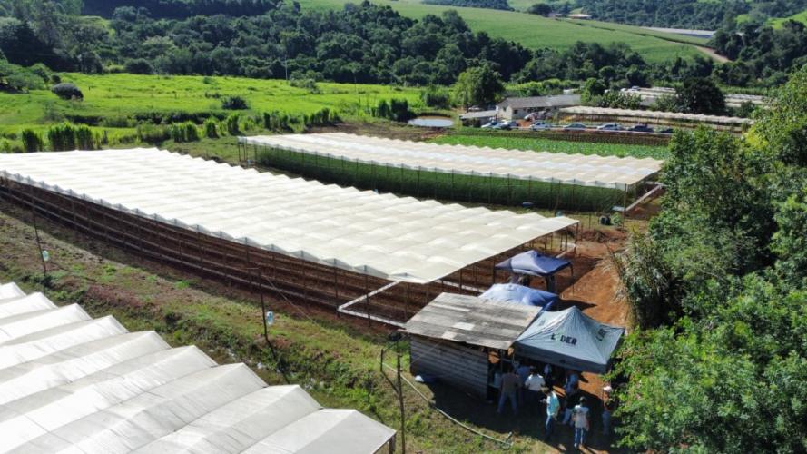 Propriedade de Apucarana vira referência na produção de tomate orgânico