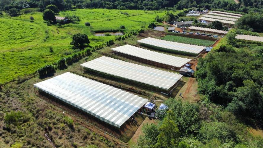 Propriedade de Apucarana vira referência na produção de tomate orgânico