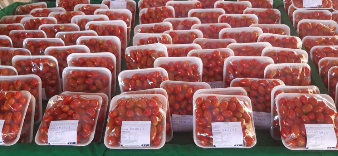 Propriedade de Apucarana vira referência na produção de tomate orgânico