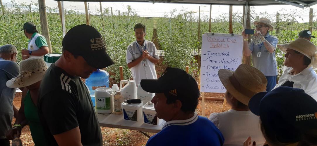 Propriedade de Apucarana vira referência na produção de tomate orgânico