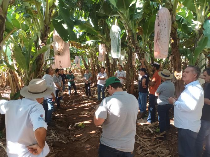 Lucro com o plantio de banana supera renda da soja em Novo Itacolomi