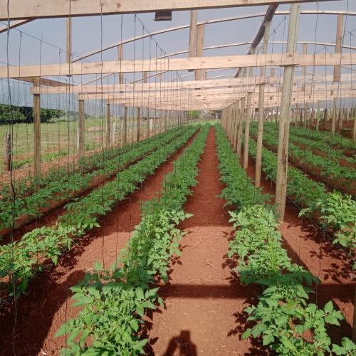 Política pública e assistência técnica transformam pequena propriedade em Leônidas Marques