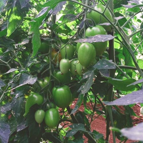 Política pública e assistência técnica transformam pequena propriedade em Leônidas Marques