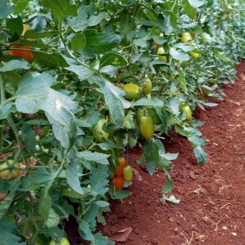 Política pública e assistência técnica transformam pequena propriedade em Leônidas Marques