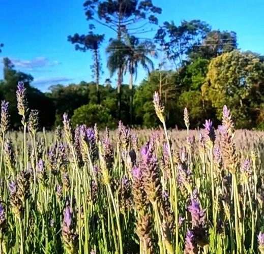 Imagem: Rosilene Welter