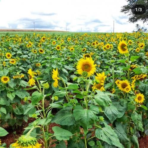 Imagem: Rosilene Welter