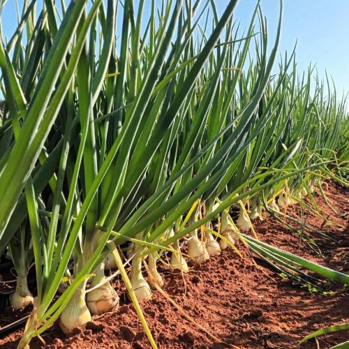 Produtores de hortaliças participam de excursão em busca de novas tecnologias