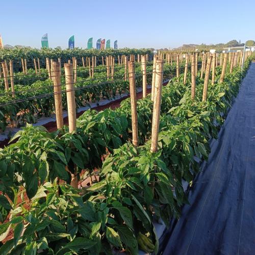 Produtores de hortaliças participam de excursão em busca de novas tecnologias