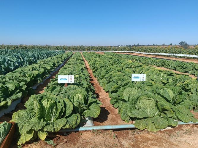 Produtores de hortaliças participam de excursão em busca de novas tecnologias