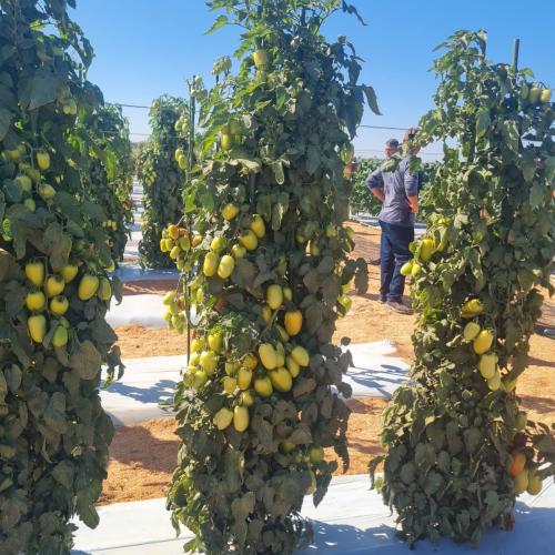 Produtores de hortaliças participam de excursão em busca de novas tecnologias