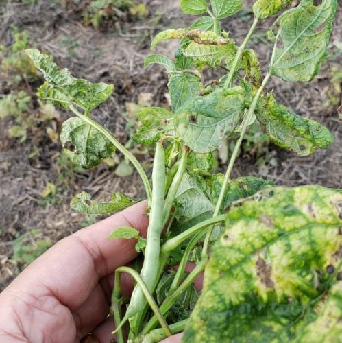 Feijão: mosca-branca causa prejuízos em Prudentópolis