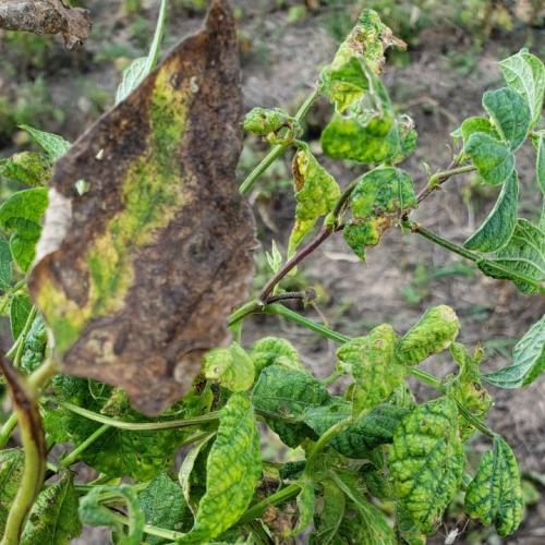 Feijão: mosca-branca causa prejuízos em Prudentópolis